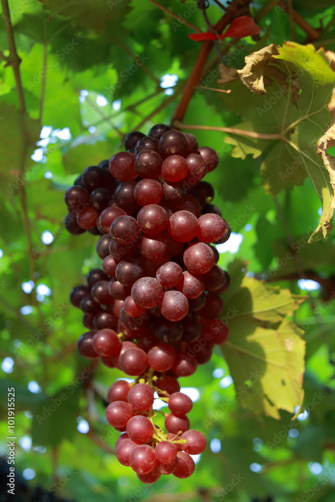 grapes in vineyard on a sunny day grapes in vineyard on a sunny day