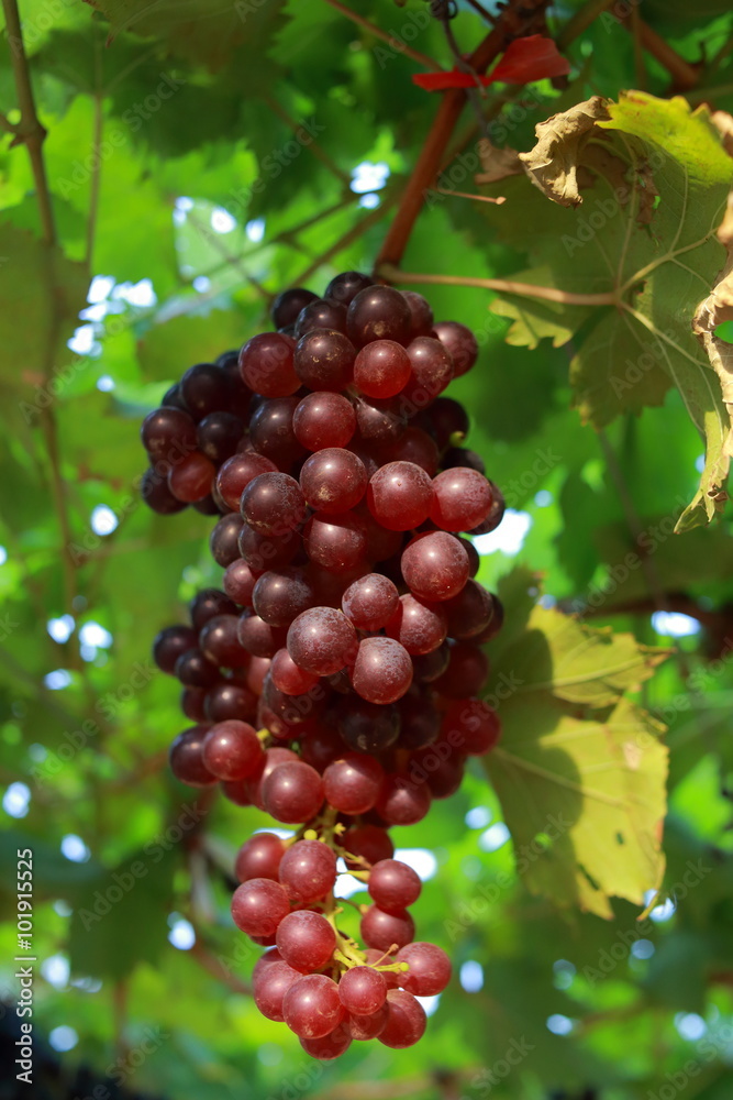 grapes in vineyard on a sunny day