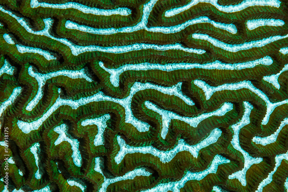 Fototapeta premium Brain Coral texture