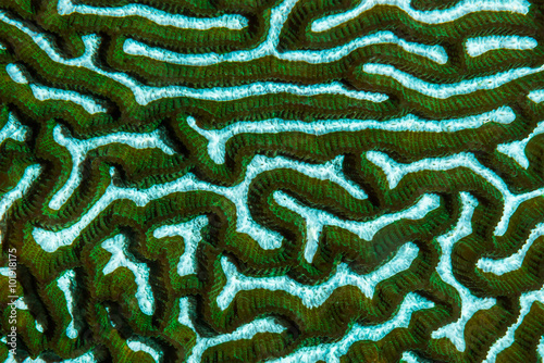 Brain Coral texture photo