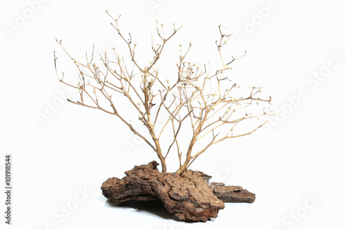 A dry tree on white background