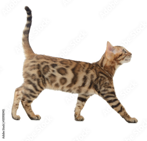 Fototapeta Side view of a bengal cat walking