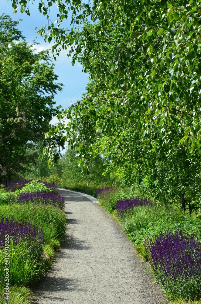 Weg inmitten grüner Natur von Blumen gesäumt - Salbei blüht lila