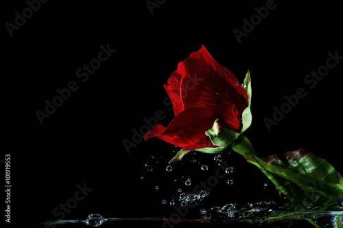 Animated red rose Valentine blurred on a black background