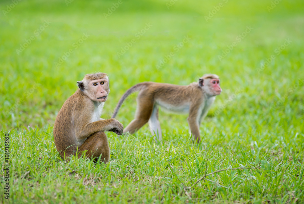 Toque macaque monkeys in a park in Sri Lanka