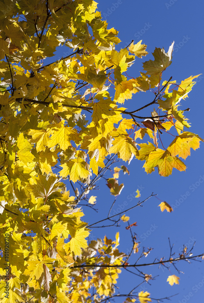 Herbstliche Ahornblätter (Acer platanoides) Herbstliche Ahornblätter (Acer platanoides)