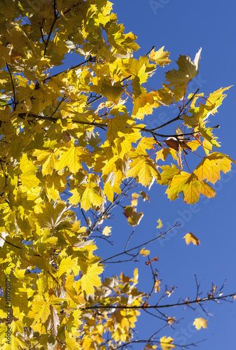 Herbstliche Ahornblätter (Acer platanoides)