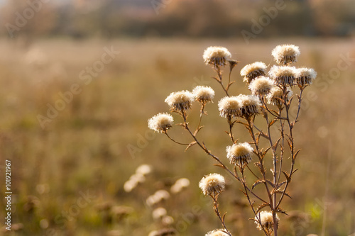 Carline thistle (Carlina vulgaris) on a blurred background. Autumn hues.