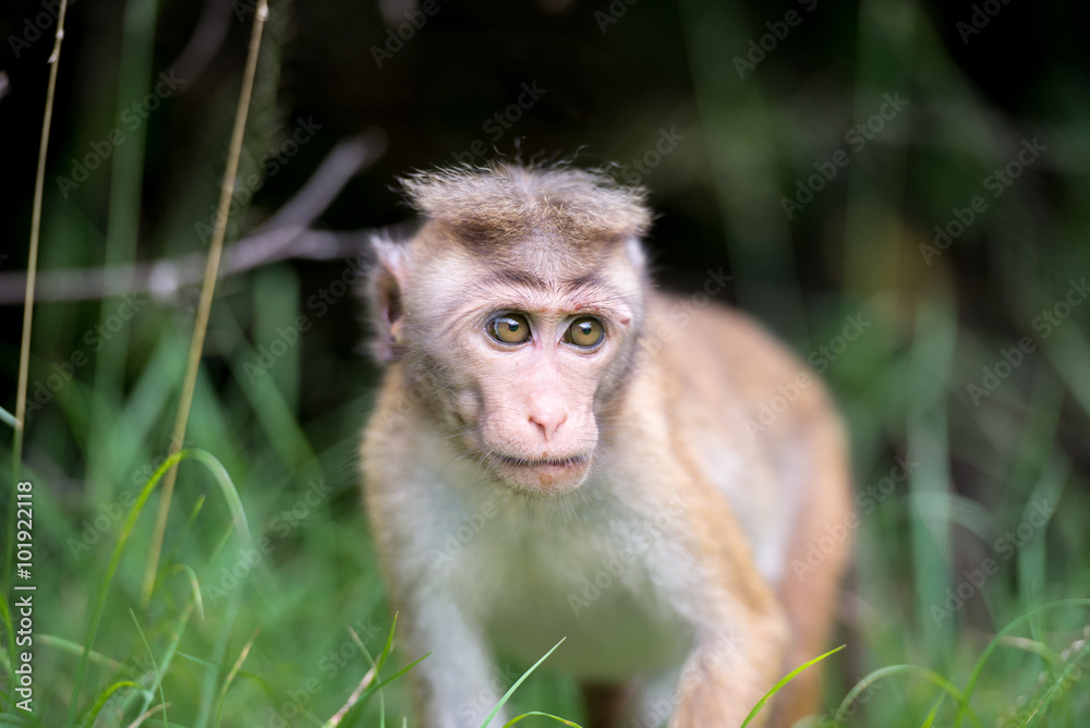 Toque macaque monkey baby in natural habitat in Sri Lanka