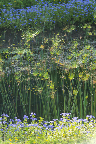 green reed and reflection in lake