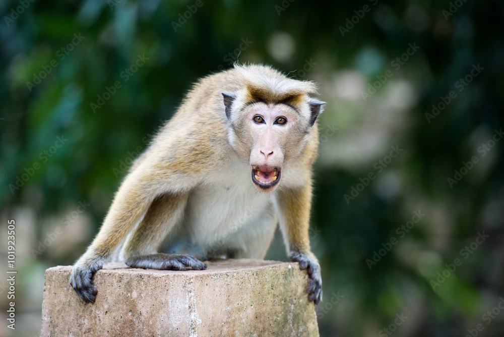Angry toque macaque monkey in temple  in Sri Lanka