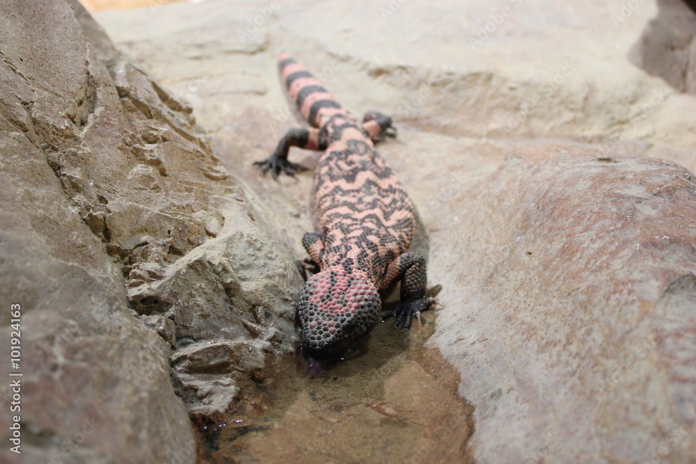 Fototapeta premium Gila-Krustenechse trinkt in einem Terrarium aus einer Wasserpfütze