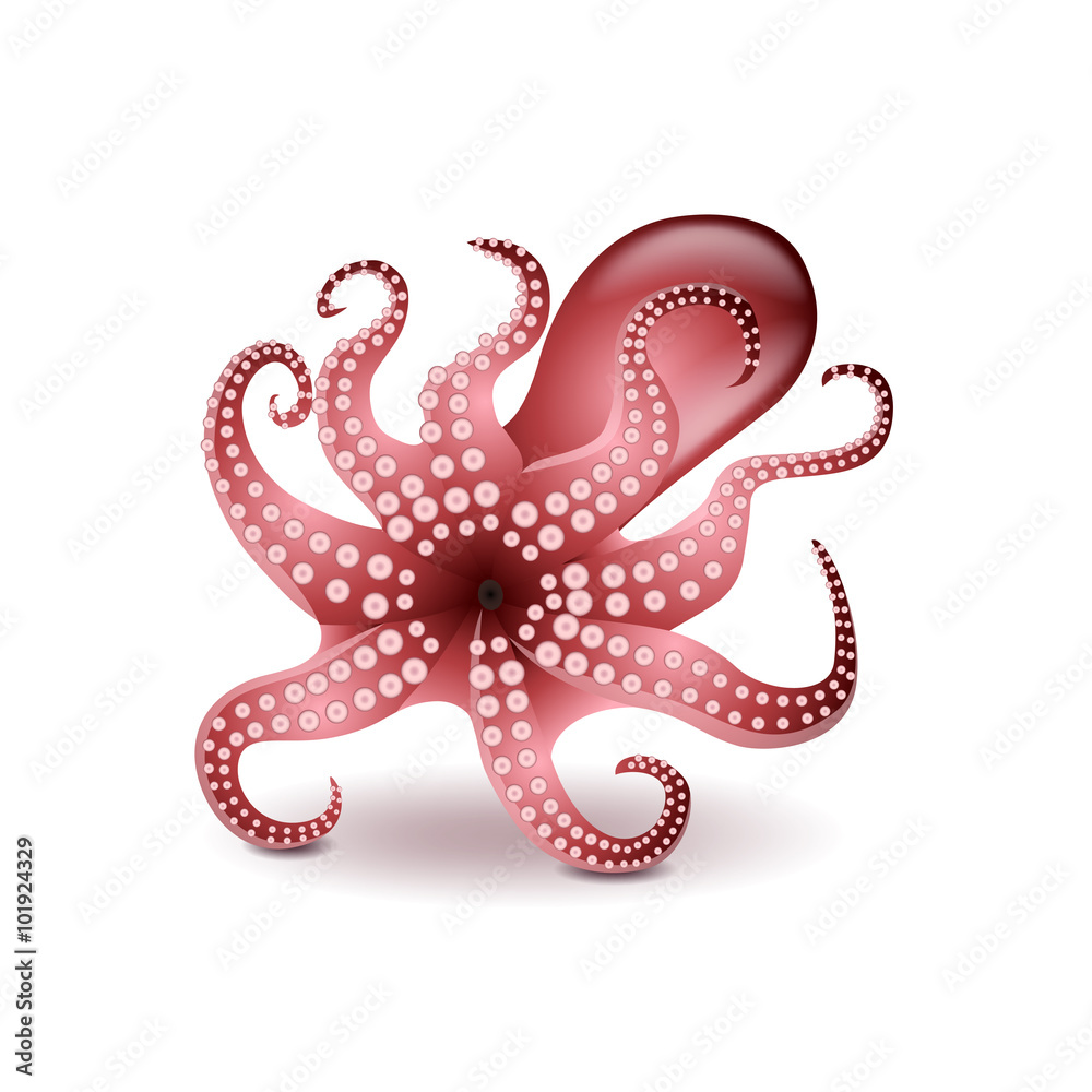 Fototapeta premium Octopus isolated on white vector