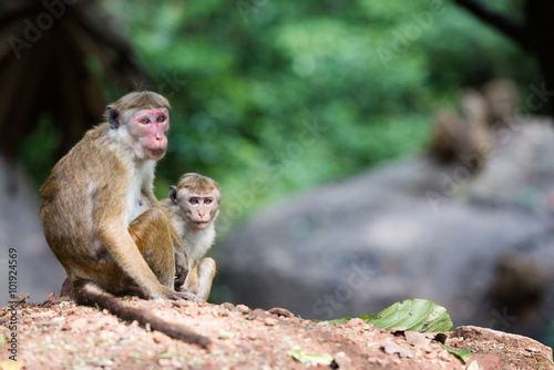 Female toque macaque monkey with baby in natural habitat in Sri
