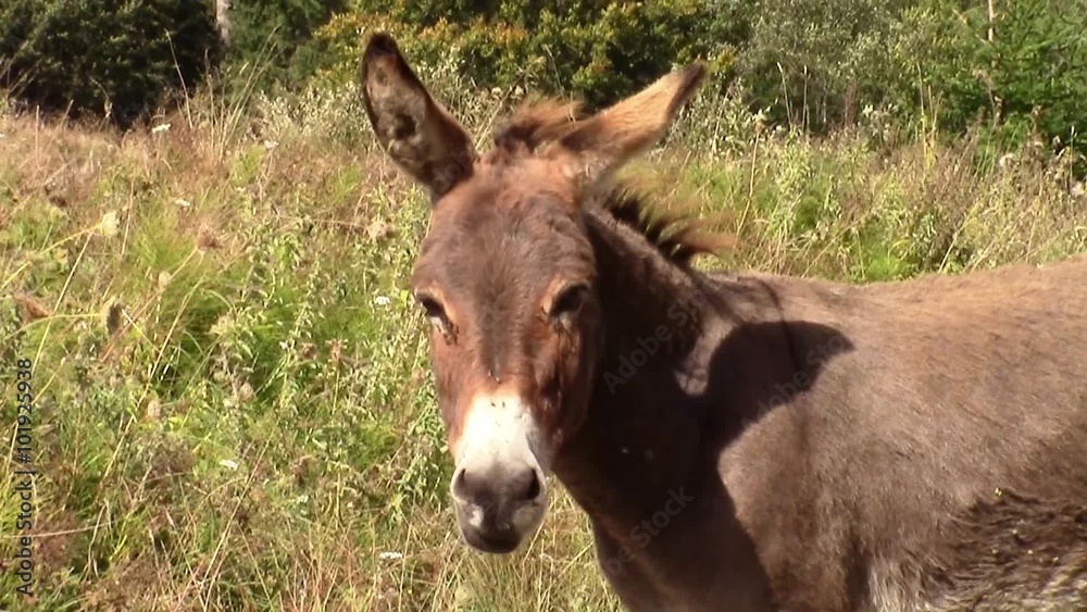 Mule sitting still on a pasture and nodding it's head , in slow motion Mule sitting still on a pasture and nodding it's head , in slow motion