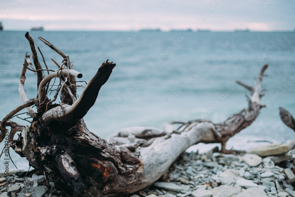 Fototapeta premium Old snag on coast
