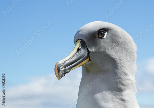 Photos Grey headed albatross portrait with blue sky backgrund, South Georgia Island, An