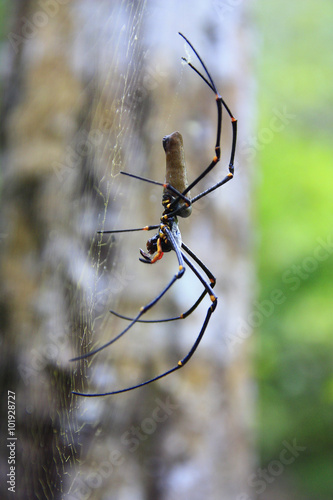 This banana spider is the size of a persons hand. 