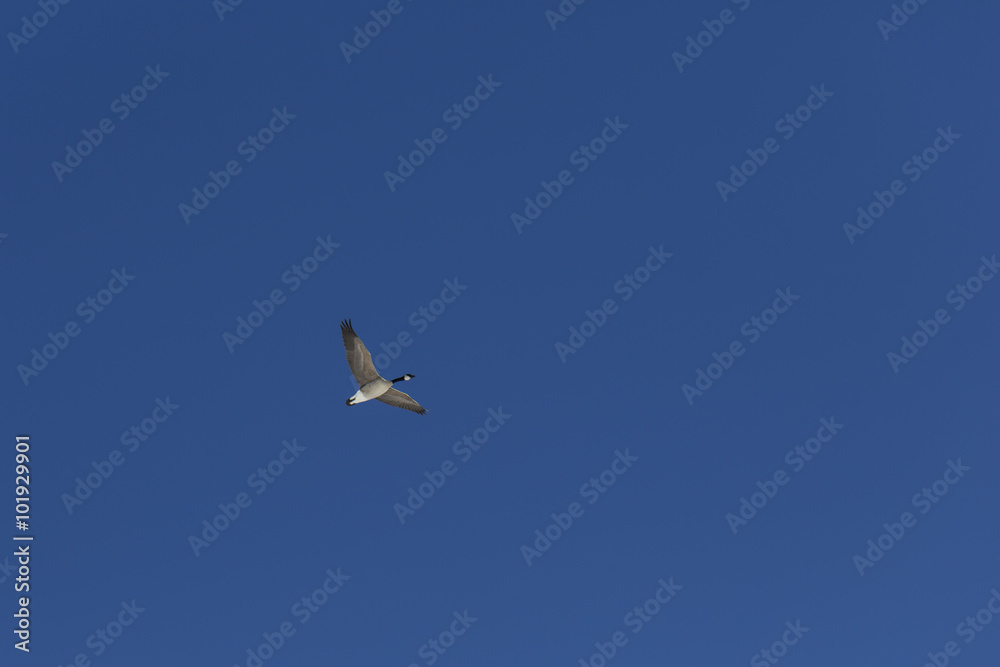 Canadian goose flying against blue sky