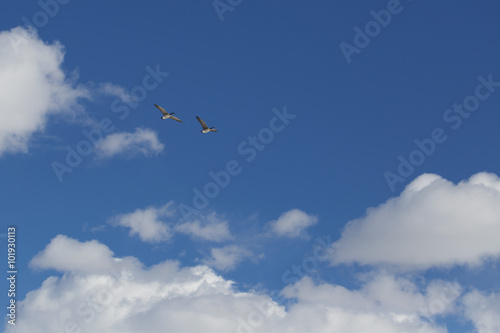 Canadian geese flying against blue sky
