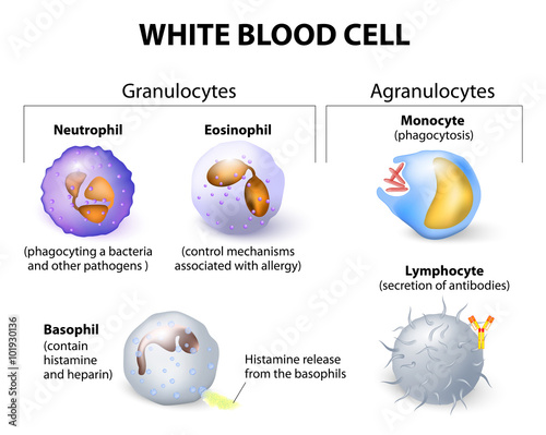 Types of white blood cells. Infographics. photo