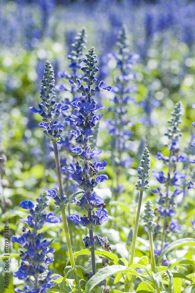 Obraz premium Purple flower in the garden