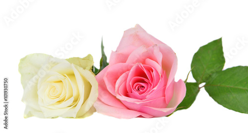 Fototapeta Naklejka Na Ścianę i Meble -  Pink and white  rose