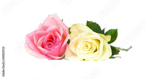 Pink and white  rose