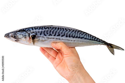 Carcass of mackerel in hand