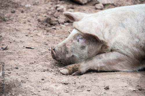 Side view of a sleeping pig
