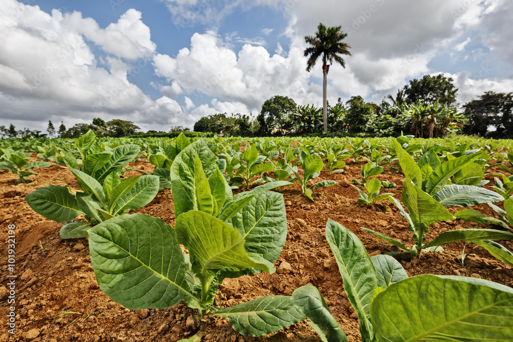 Cuba, Pinar del Río, Tobacco Field