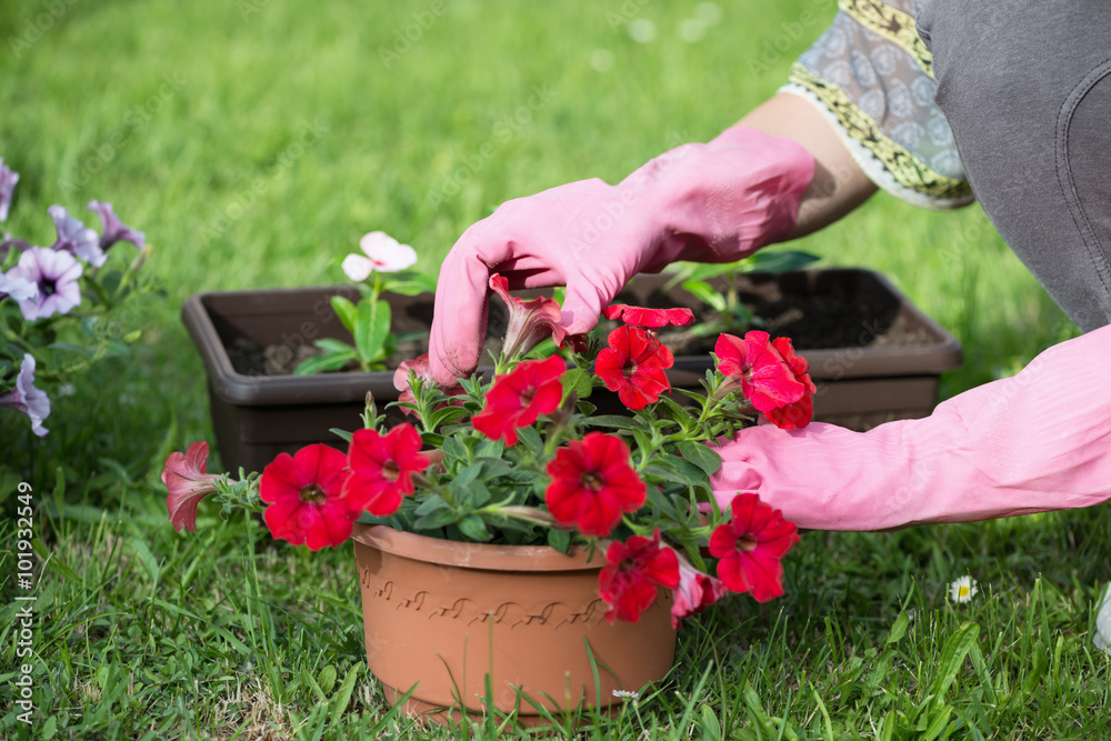 Gardening close up shot of female hands in gloves planting a small flower in a pot. Gardening close up shot of female hands in gloves planting a small flower in a pot.