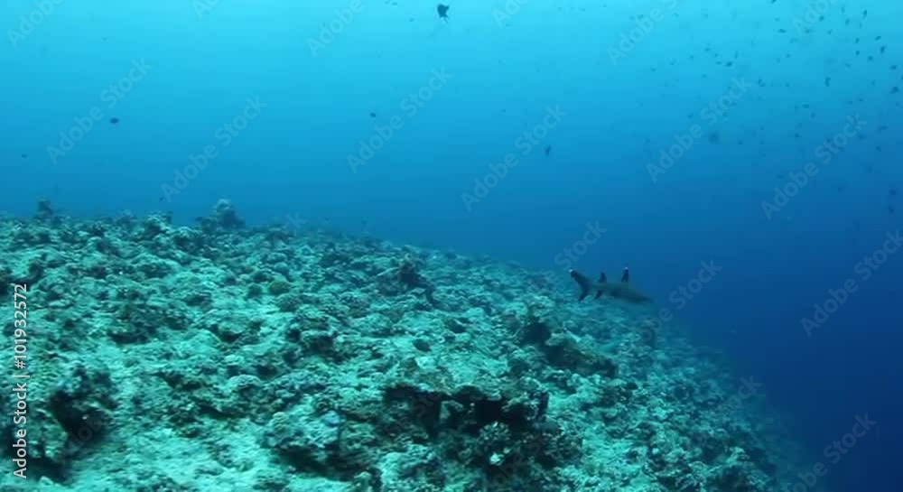 Underwater Scenery at Blue Corner, Palau Underwater Scenery at Blue Corner, Palau