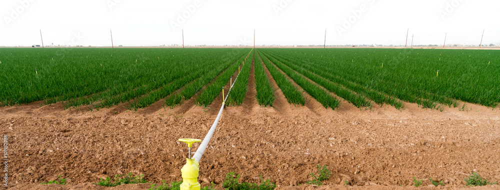 Φωτογραφία Farmer's Field Green Onions California Agriculture Food Grower