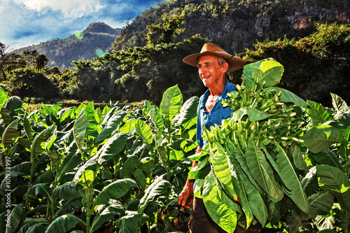 Cuba, Viñales, Farmer Harvesting Tobacco