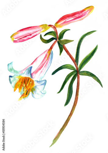 A watercolor drawing of a wild lily on white background
