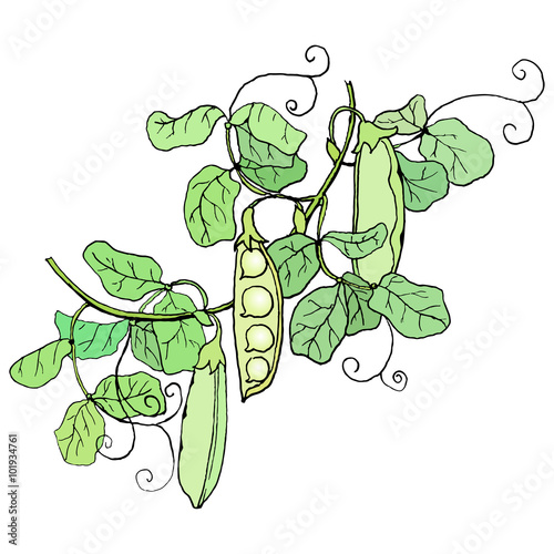 Green peas: pods and leaves. Color vector illustration drawn with black outlines isolated on white background.