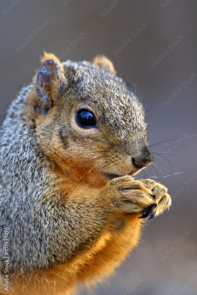 Obraz premium Eastern Gray Squirrel (Sciurus carolinensis)