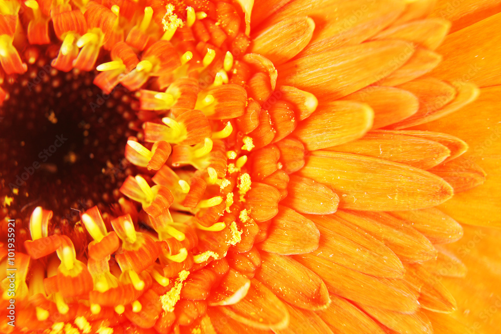 Flower - Macro Flower - Macro