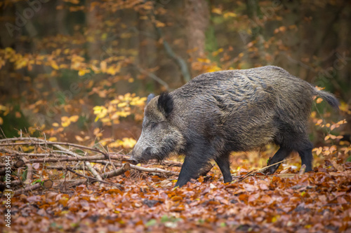 Wild boar in autumn