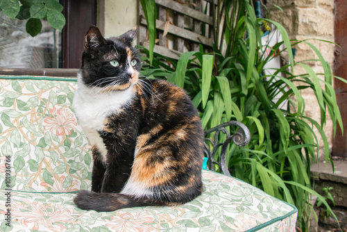 A tortoiseshell cat sitting on a cushion in a garden