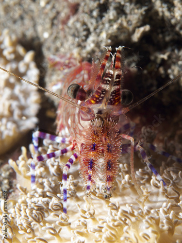 Marbled shrimp photo