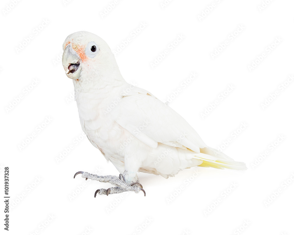 Beautiful White Cockatoo Bird - Side View