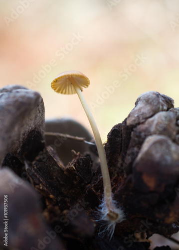 Mycena en la piña piñonera photo