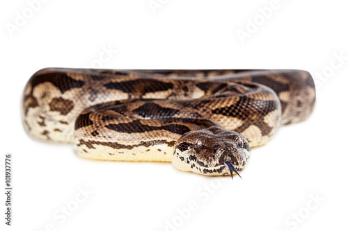 Dumeril's Boa Snake Coiled Tongue Out © adogslifephoto