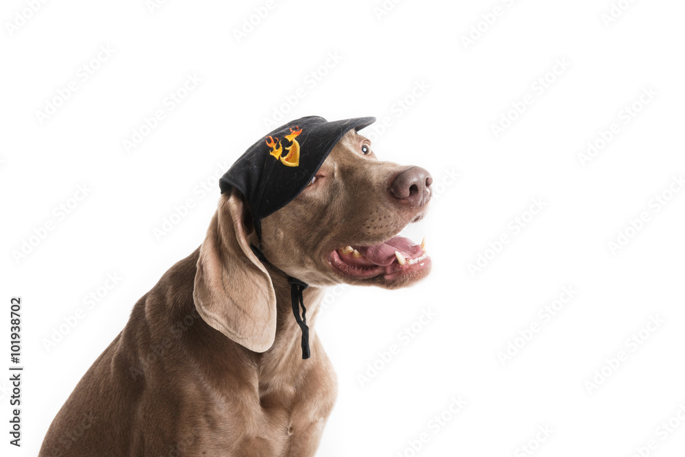 Cane di razza Weimaraner con berretto 