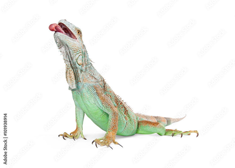 Fototapeta premium Hungry Iguana Lizard With Tongue Out