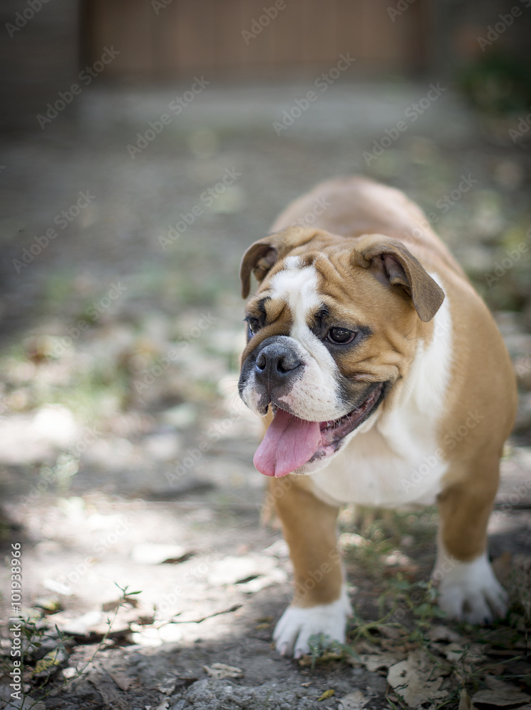 red and white English bulldog puppy on a walk