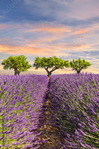 Lavender field with three trees and coloful sky