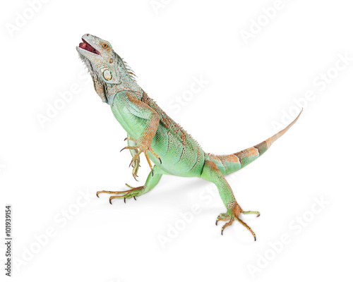 Iguana Standing on White Walking